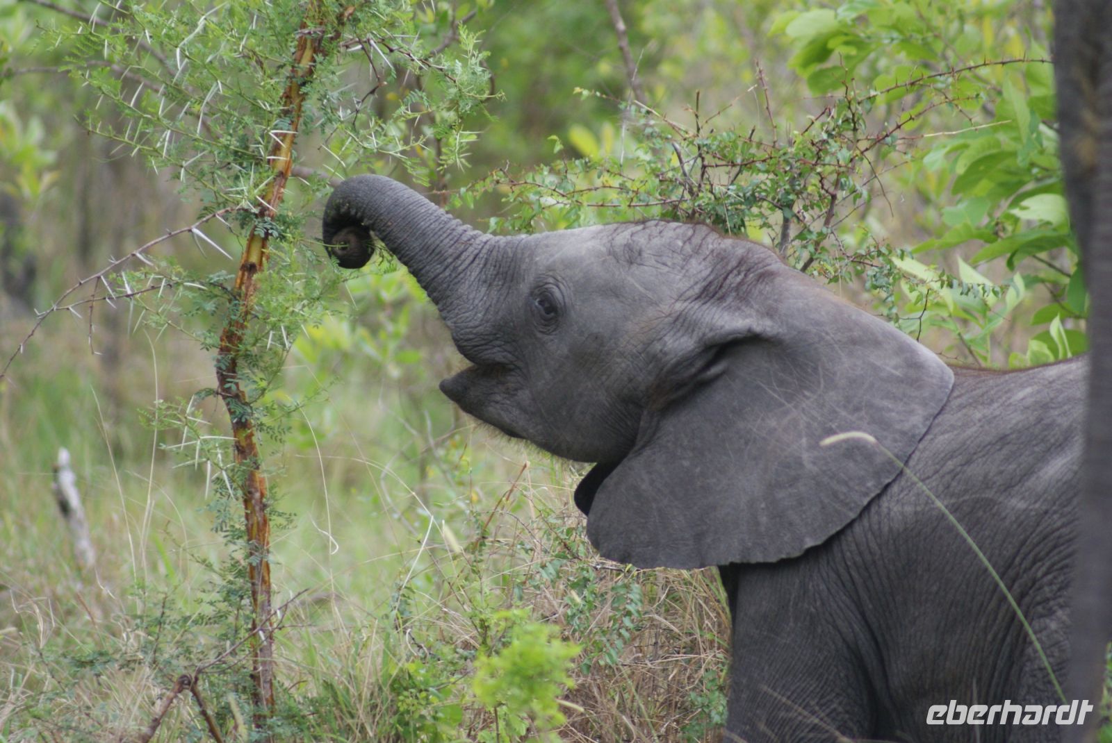 212 Elefanten im Krüger Park