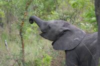 212 Elefanten im Krüger Park