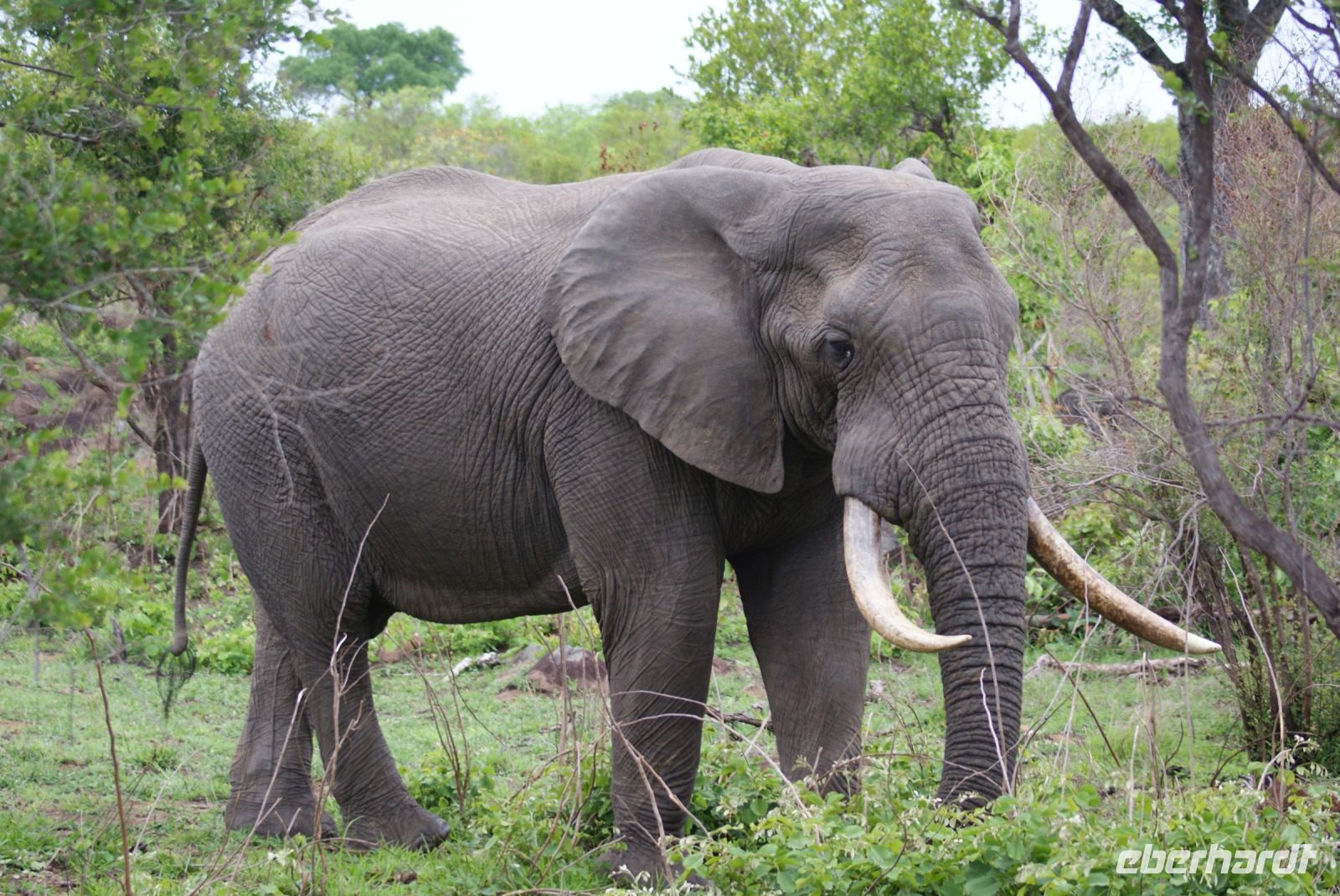 213  Elefanten im Krüger Park