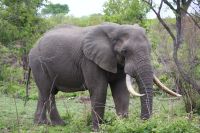 213  Elefanten im Krüger Park