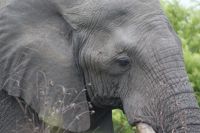 214 Elefanten im Krüger Park