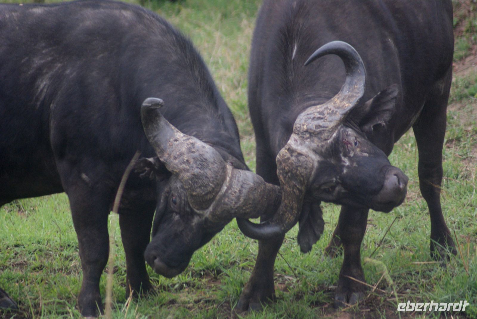 215 Büffel im Krüger Park