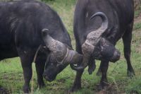 215 Büffel im Krüger Park