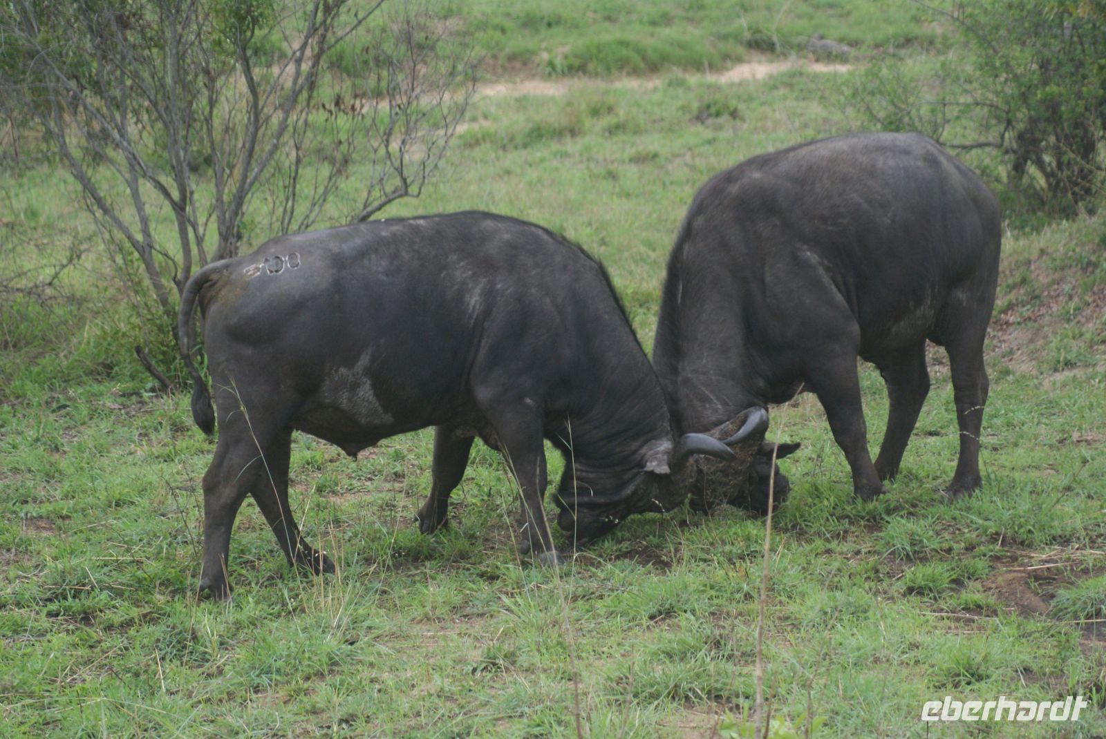 216 Büffel im Krüger Park