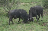 216 Büffel im Krüger Park