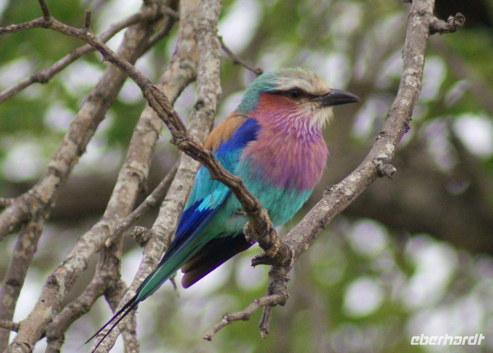 217 Gabelracke im Krüger Park