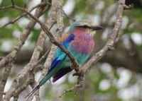 217 Gabelracke im Krüger Park