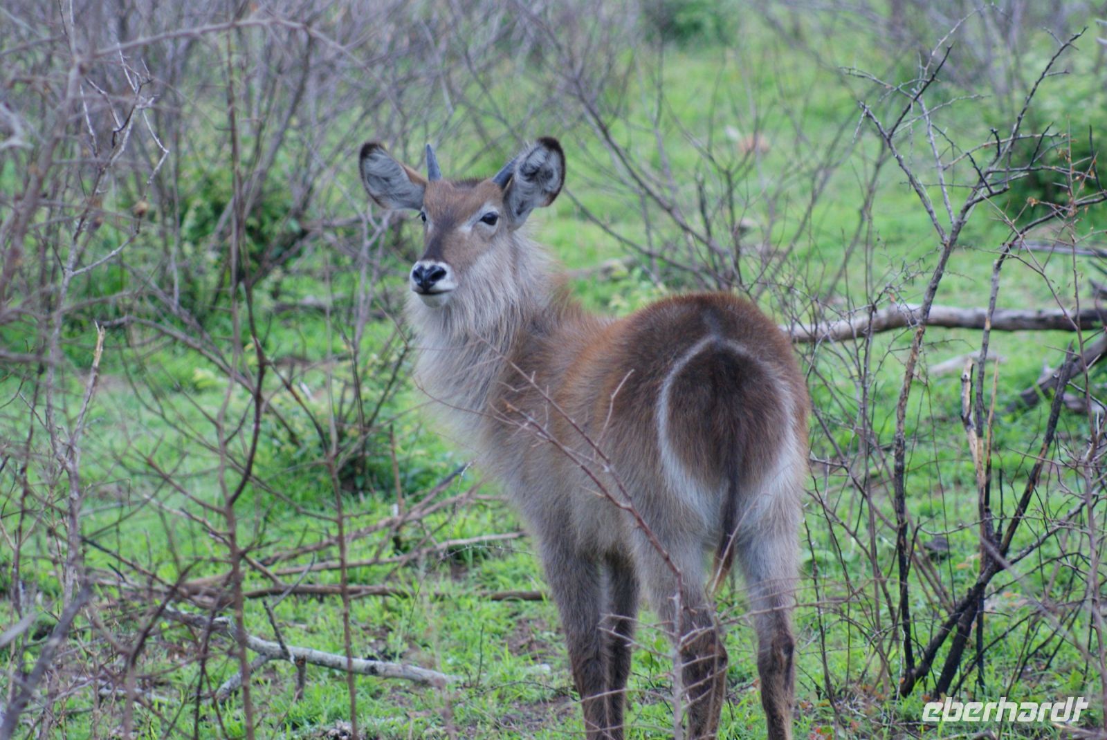 222 Wasserbock im Krüger Park