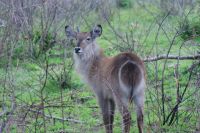 222 Wasserbock im Krüger Park