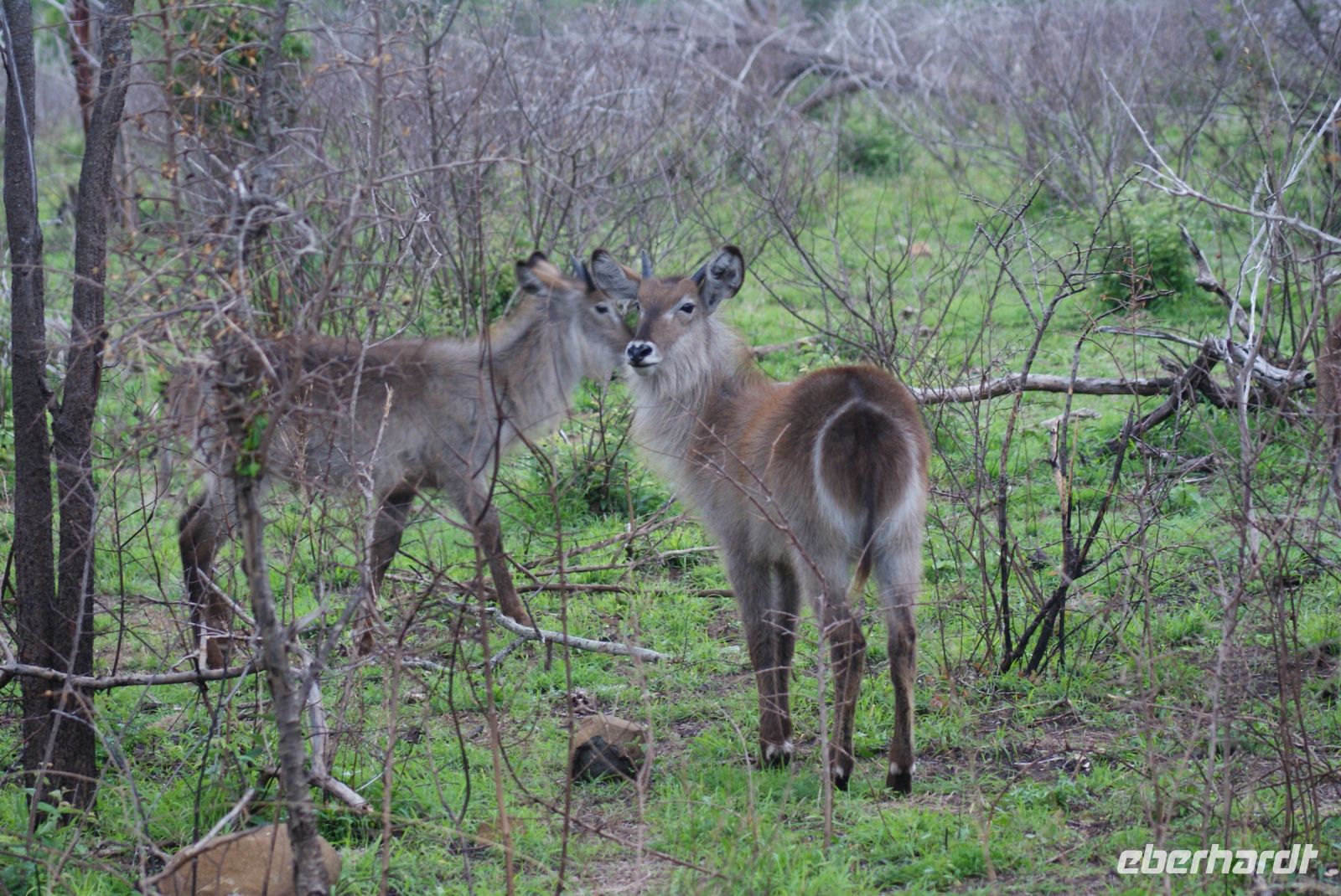 223 Wasserbock im Krüger Park