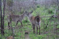 223 Wasserbock im Krüger Park