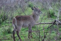 224 Wasserbock im Krüger Park