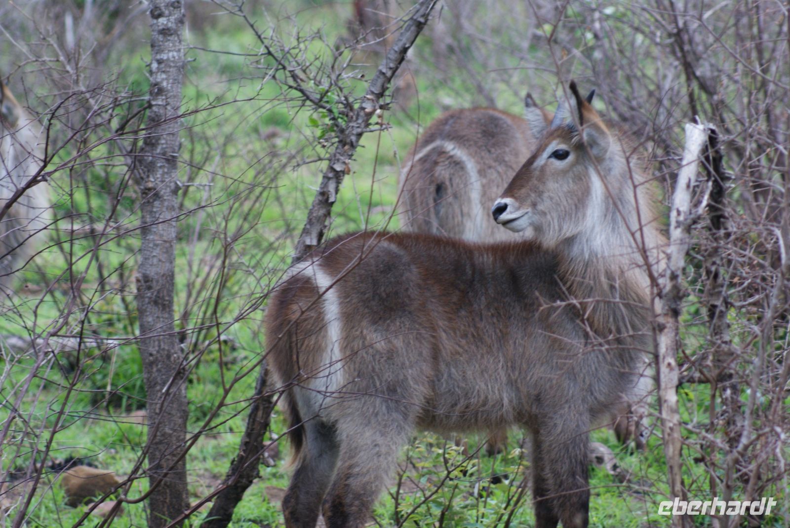 225 Wasserbock im Krüger Park