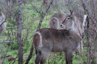 225 Wasserbock im Krüger Park