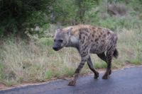 226 Tüpfelhyäne