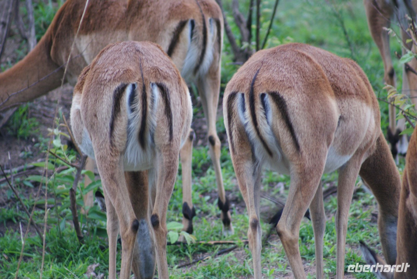 227 African Mc Donalds