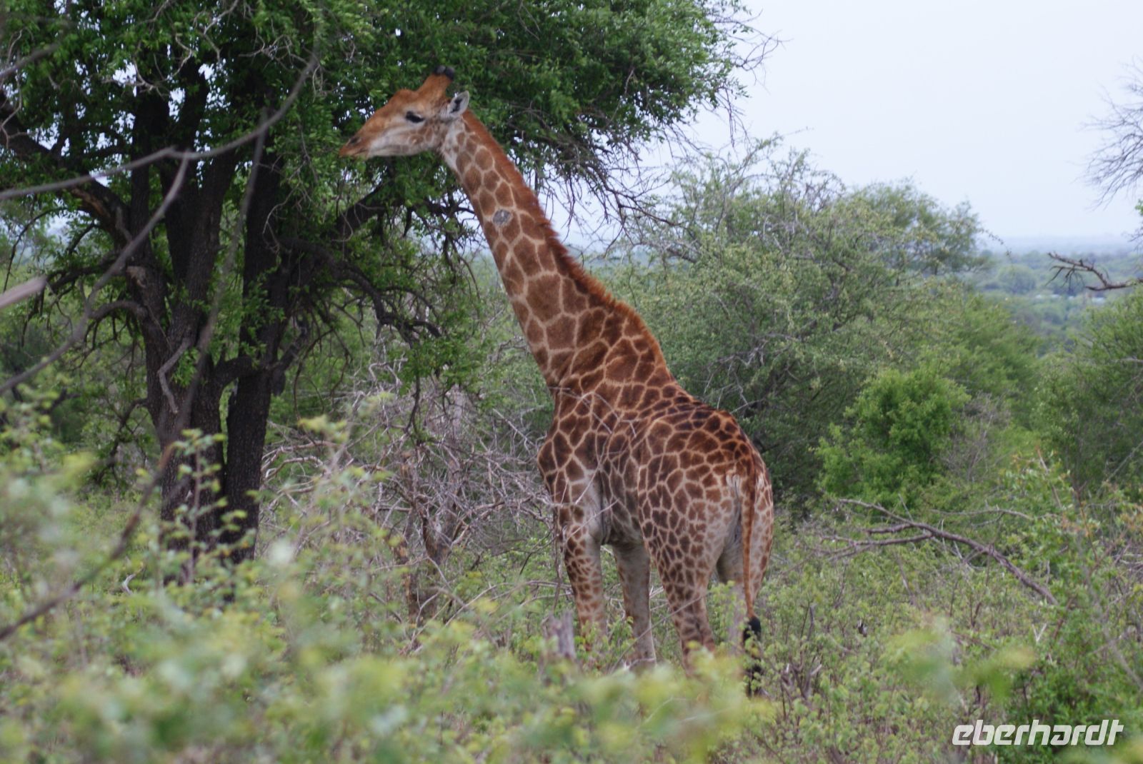 228 Giraffe im Krüger Park