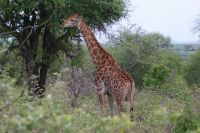 228 Giraffe im Krüger Park