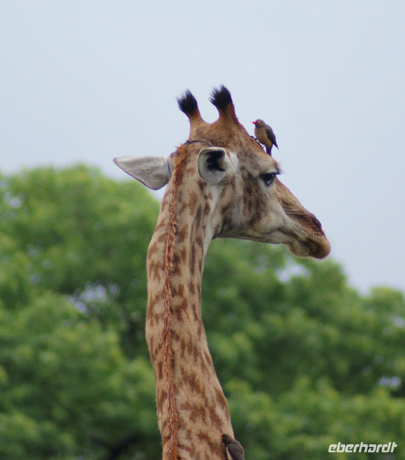 230 Giraffe mit Webervogel
