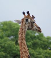 230 Giraffe mit Webervogel