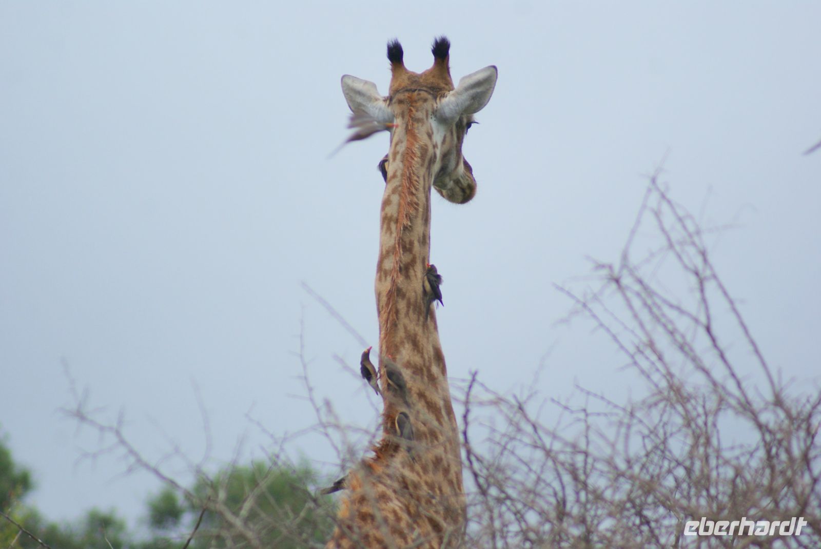 231 Giraffe mit Webervogel