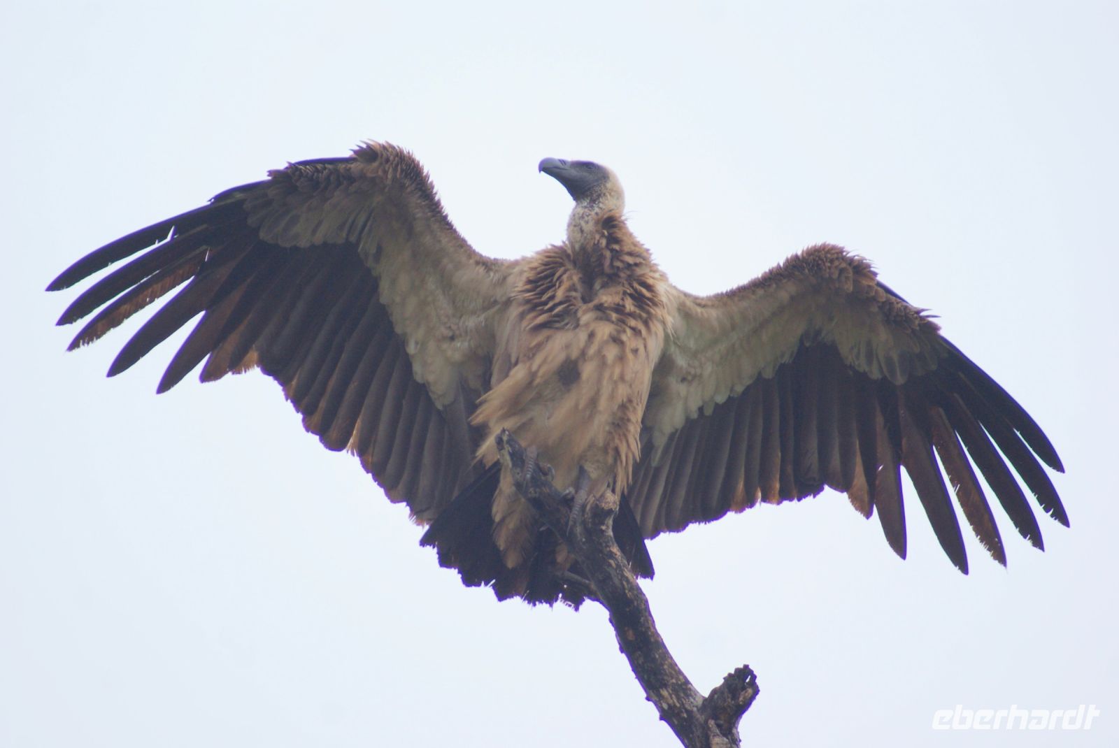 236 Weißrückengeier