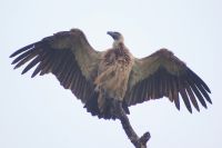 236 Weißrückengeier