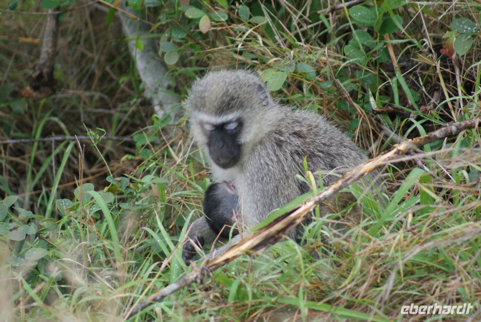 241 grüne Meerkatze mit Nachwuchs