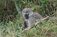 241 grüne Meerkatze mit Nachwuchs