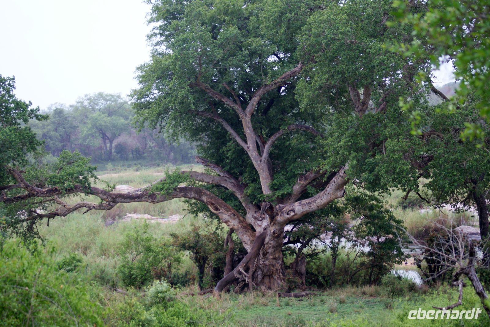 242 fehlt nur der Leo 