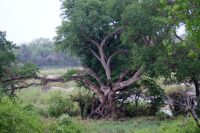 242 fehlt nur der Leo 