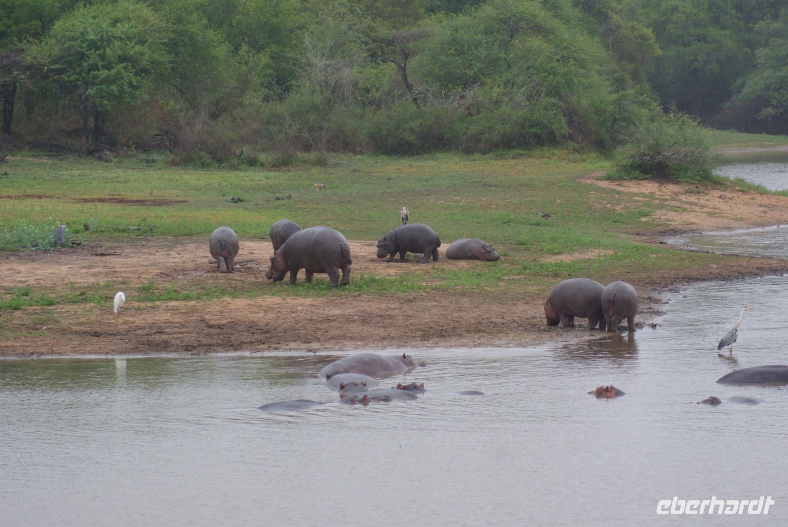 243 Hippos im Krüger