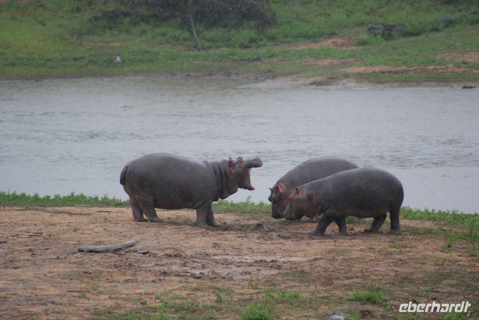 246 Hippokindergarten