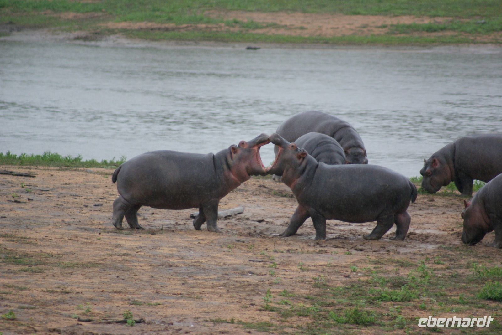 248 Hippokindergarten