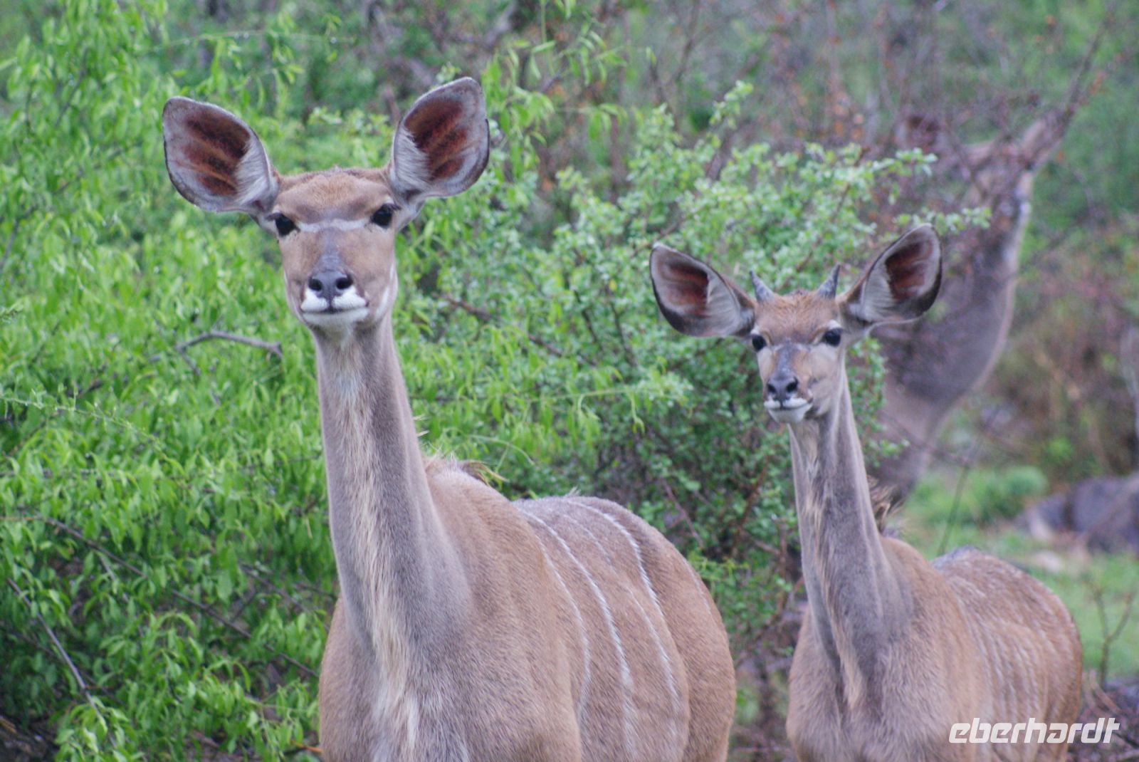 252 Kudu und Jungtier