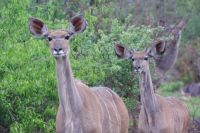 252 Kudu und Jungtier