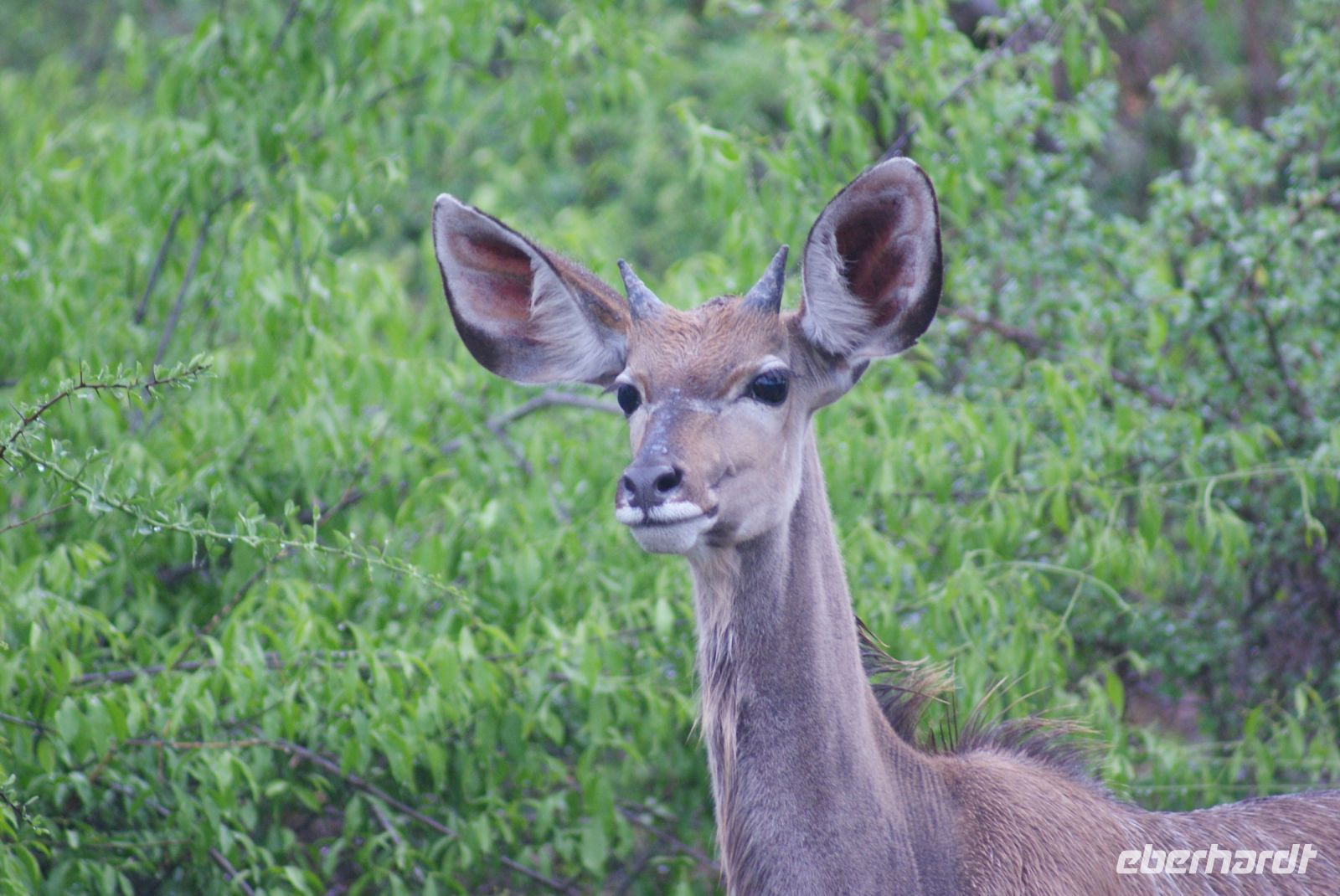 253 Kudu