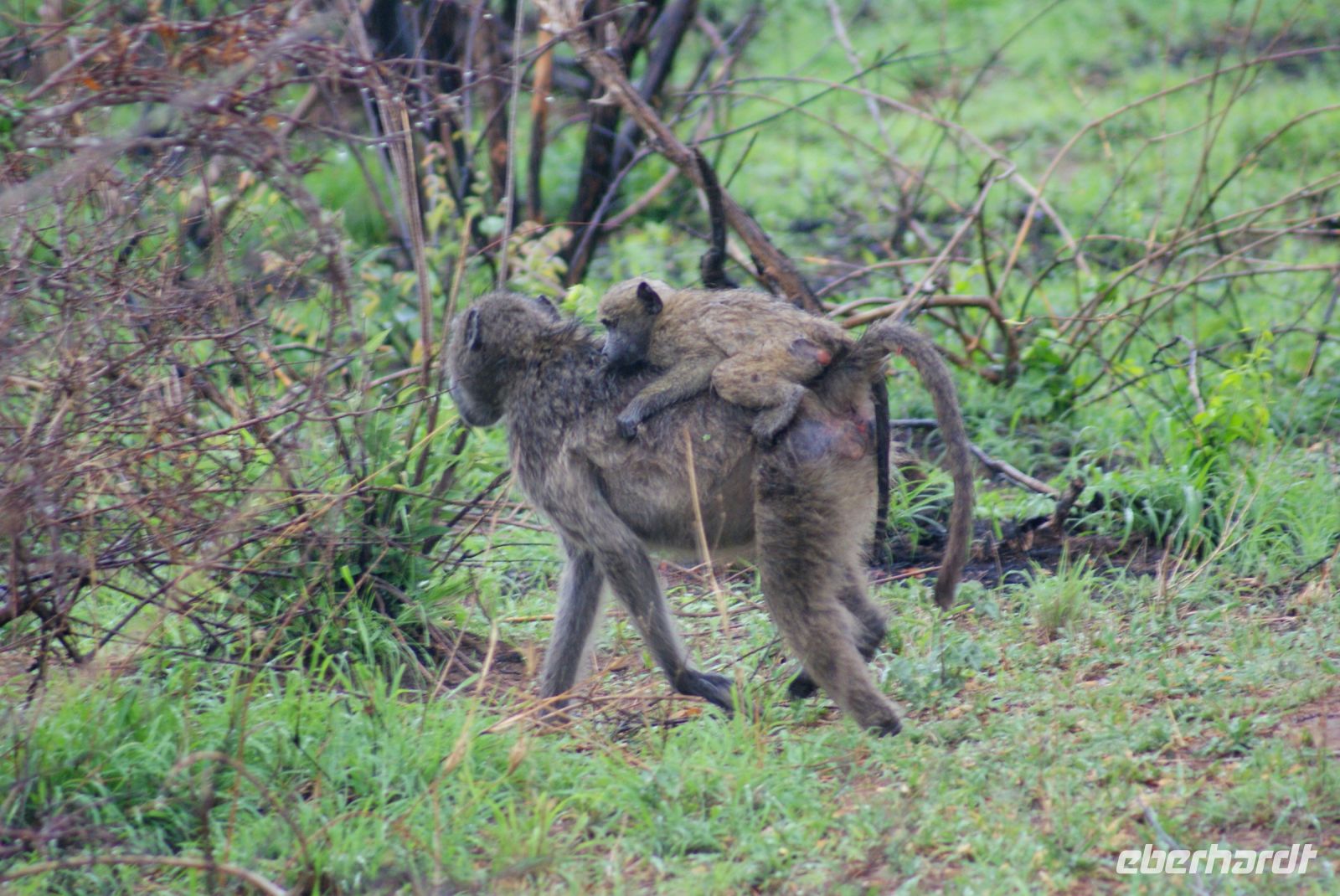 254 Pavian mit Nachwuchs