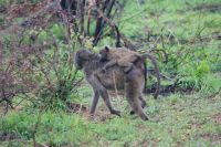 254 Pavian mit Nachwuchs