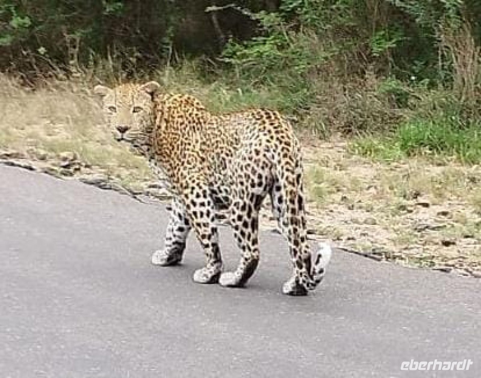 255 Leopard im Krügerpark