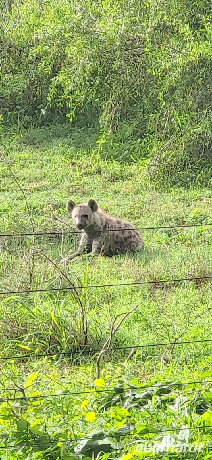 258 morgendlicher Besucher