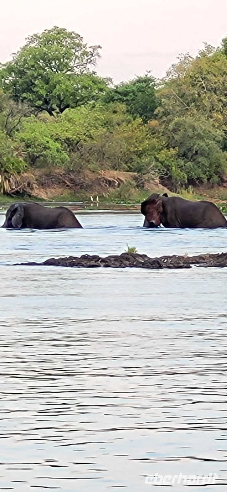 282 Elefanten im Zambezi