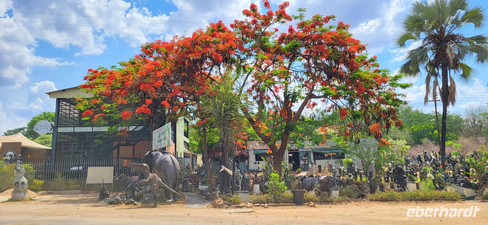 283 wunderschöner Flamboyant  