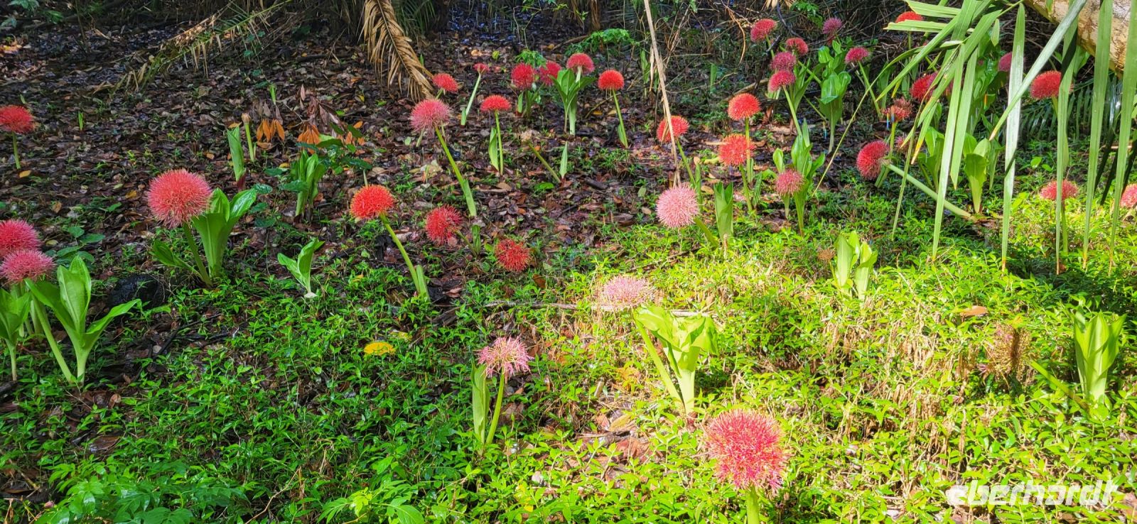 294 Feuerball Lilien