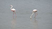 Flamingos am Diaz Point.