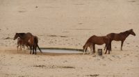 Wilde Pferde3
