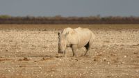 Etosha Nashorn 2