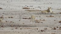 Etosha Löwenfamilie