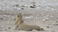 Löwe Etosha Heimweg 1