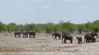 Etosha Elefanten